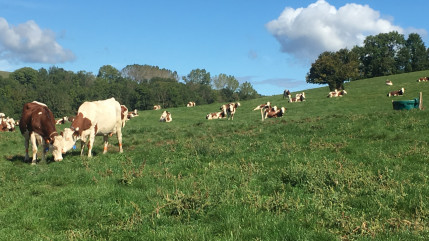 Pays de Savoie : Deuxi&egrave;me dose de vaccination pour les bovins