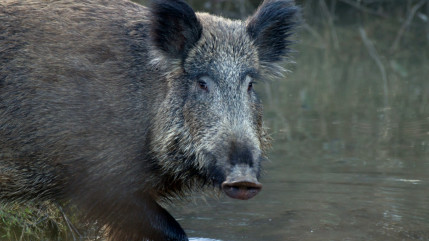 Thonon : un sanglier sème la panique dans un magasin avant d'être abbatu Thonon : un sanglier sème la panique dans un magasin avant d'être abbatu