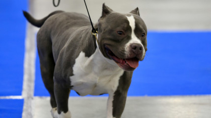 Vaud : Il doit se s&eacute;parer de sa chienne pour son casier judiciaire