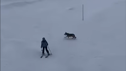 Flaine : un loup film&eacute; sur les pistes du domaine skiable